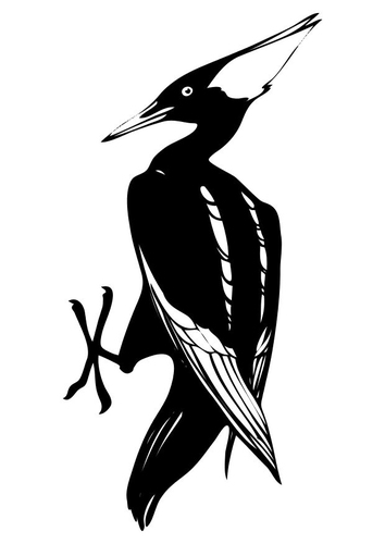 Pájaro