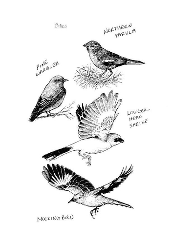 Pájaros