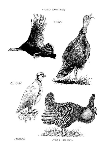 Pájaros