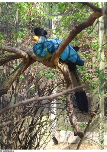 Pájaro
