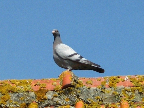 Paloma