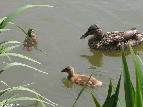 Pato con polluelos