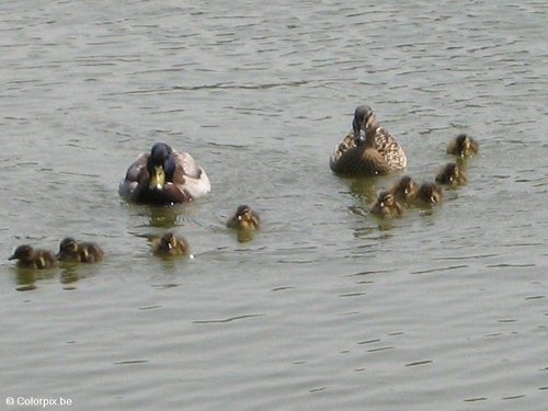Patos con polluelos