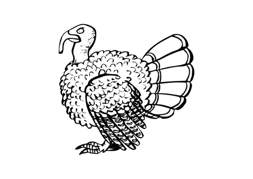 Pavo
