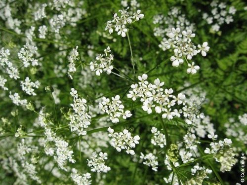 Perifollo