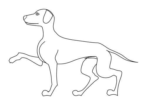 Perro