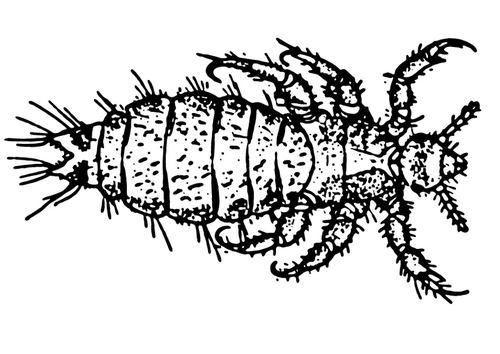 Piojo