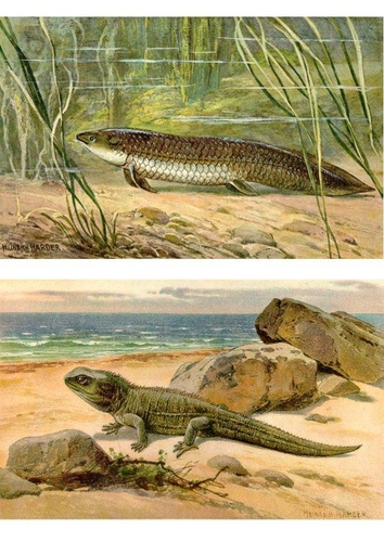 Primeros animales en la tierra