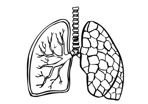 Pulmones