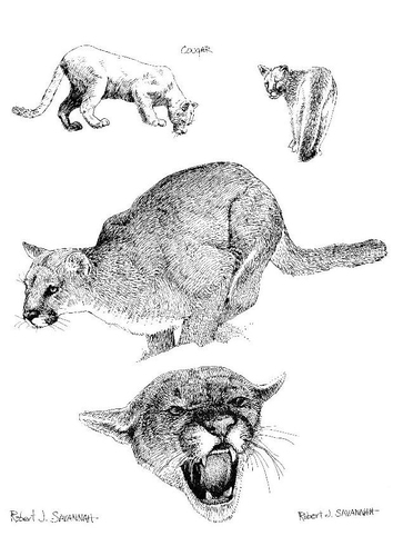 Dibujo para colorear Puma