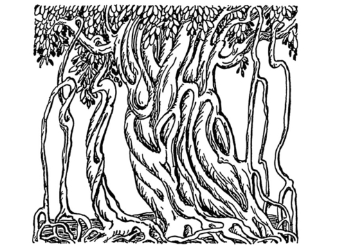 Árbol de banyan