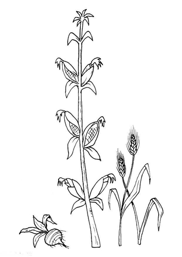 Dibujo para colorear Remolacha, maíz, grano