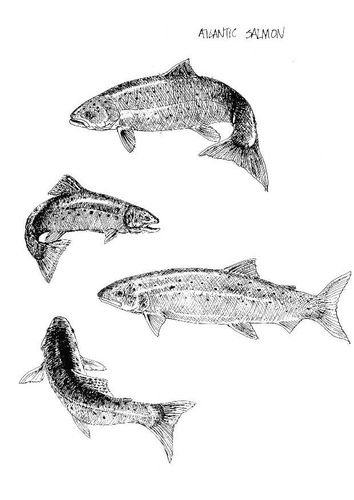 Salmón del atlántico