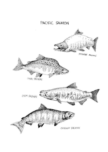Salmón