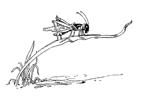 Dibujo para colorear Saltamontes