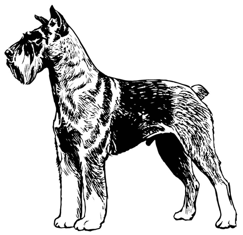 Dibujo para colorear Schnauzer