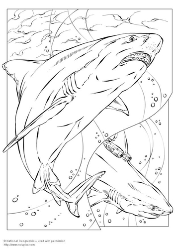 Dibujo para colorear Tiburón