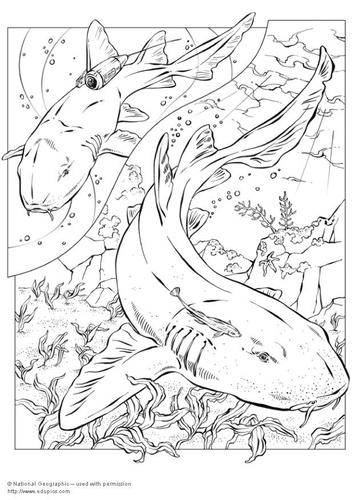 Tiburones