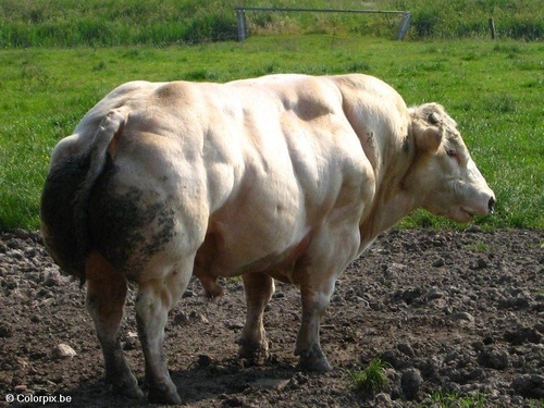 Toro