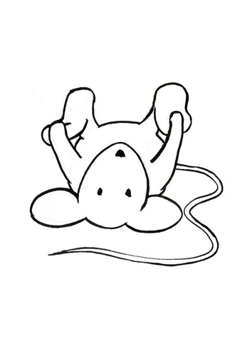 Transi, el conejo