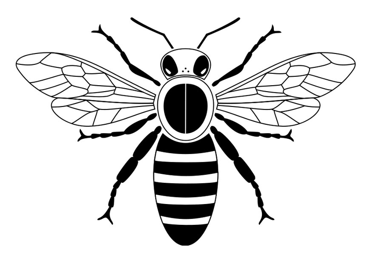 Dibujo para colorear abeja