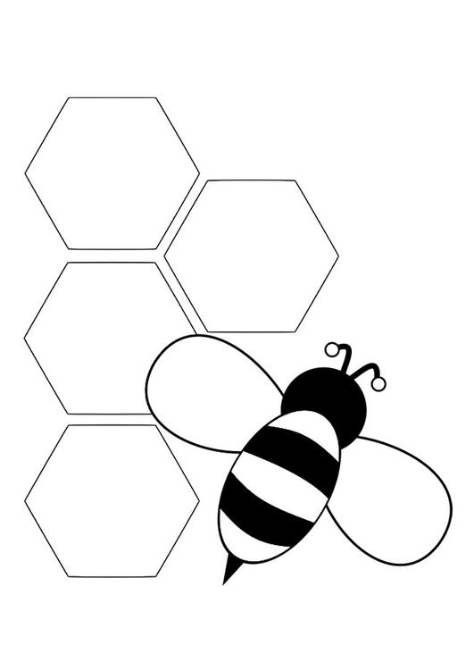abeja - parte posterior