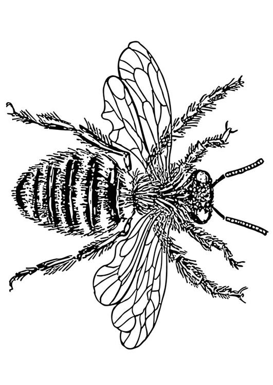 Abeja reina