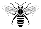 Dibujo para colorear abeja