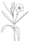 dibujo-para-colorear Adelfa