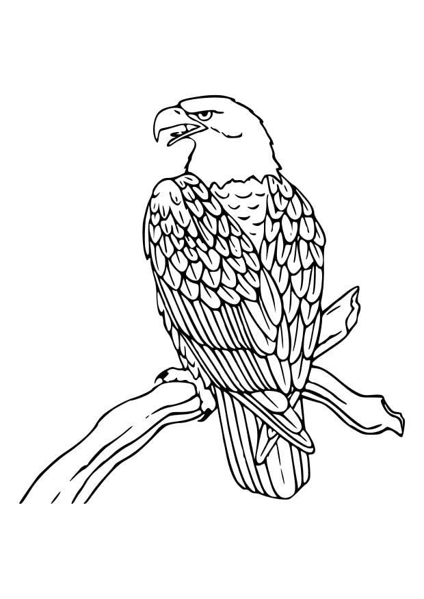 Dibujo para colorear Águila - Dibujos Para Imprimir Gratis - Img 10535