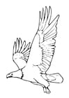 Dibujos para colorear águila