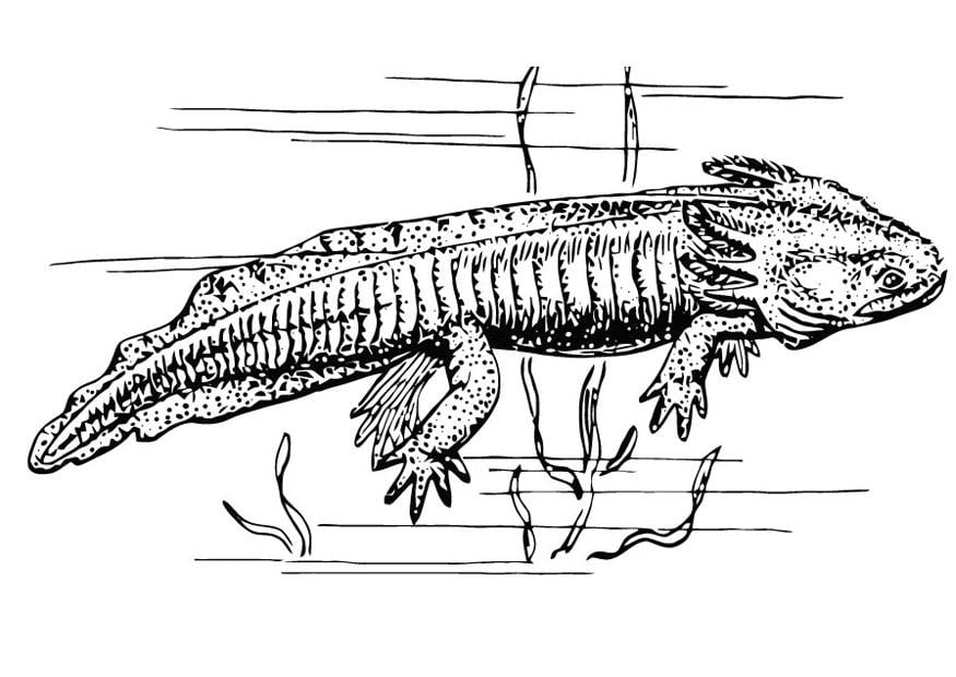 Dibujo para colorear Ajolote (axolotl)