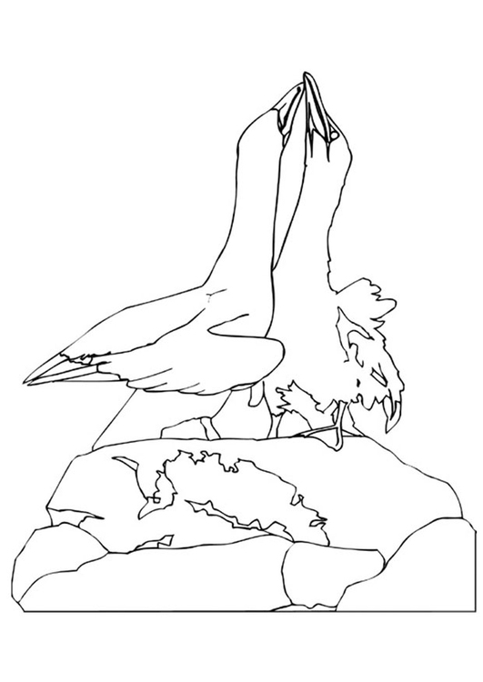 Dibujo para colorear Albatros bailando