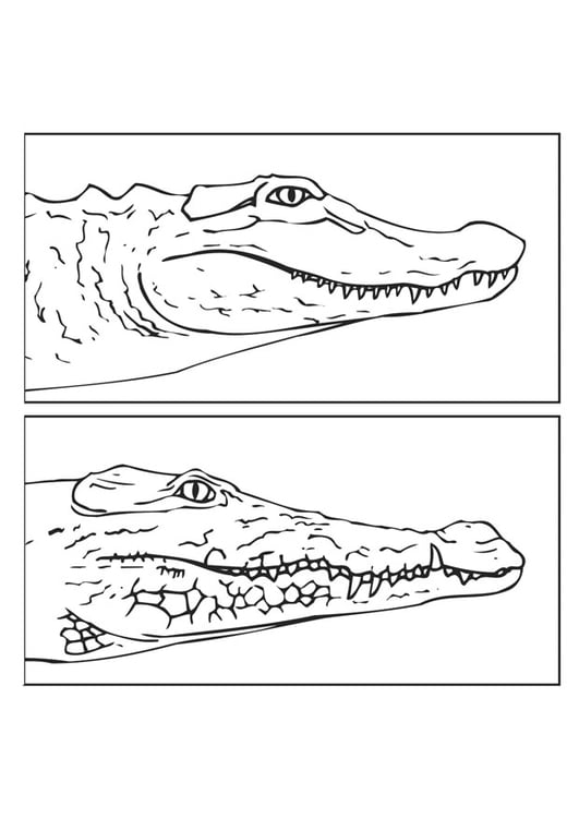 Dibujo para colorear Aligator - cocodrilo