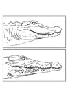 Aligator - cocodrilo