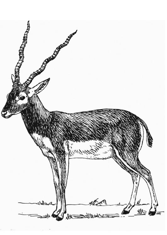 AntÃ­lope