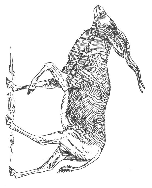 AntÃ­lope