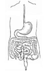Dibujos para colorear Aparato digestivo