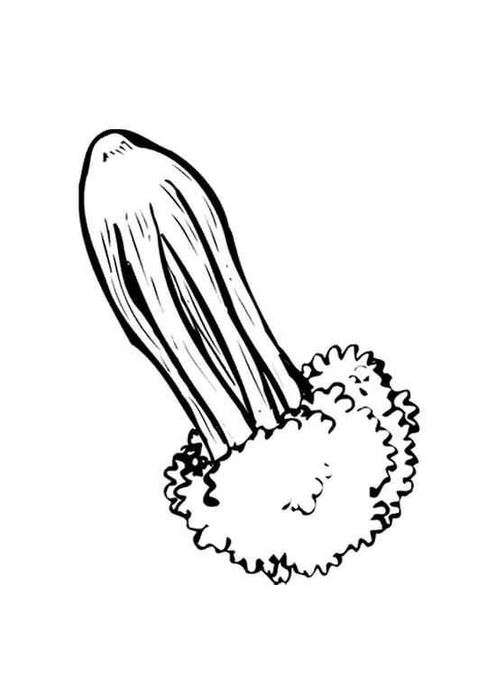 Apio