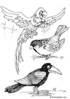 Dibujo para colorear Ara, gorriÃ³n y Cuervo