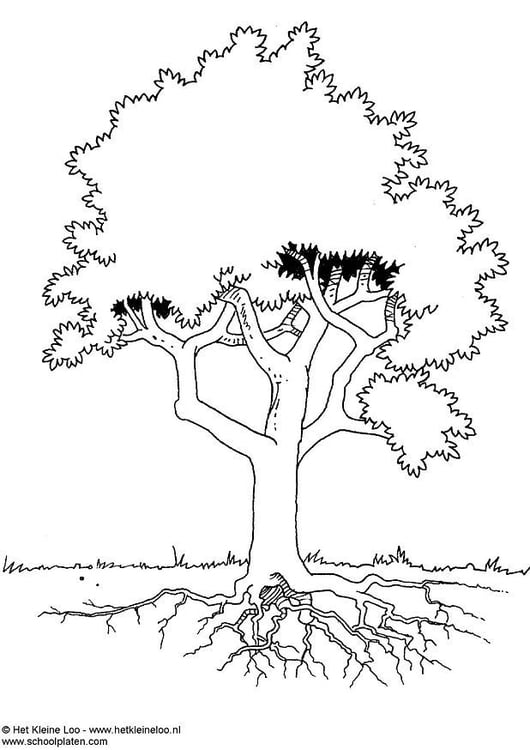 Dibujo para colorear Ãrbol