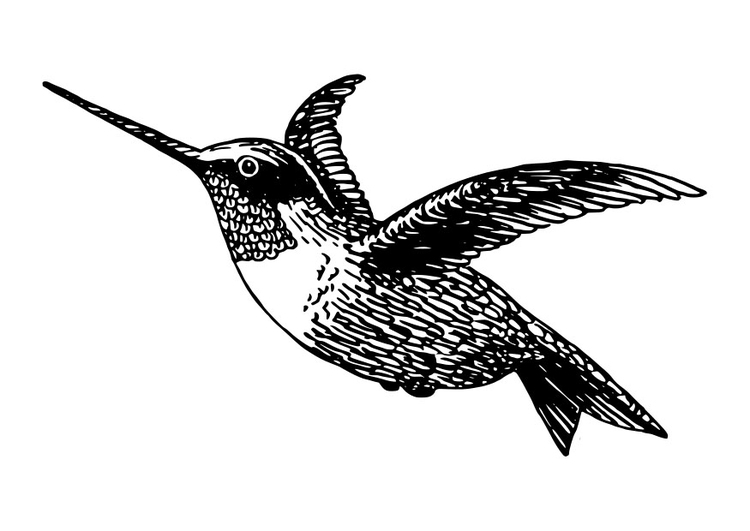 Dibujo para colorear ave - colibrÃ­