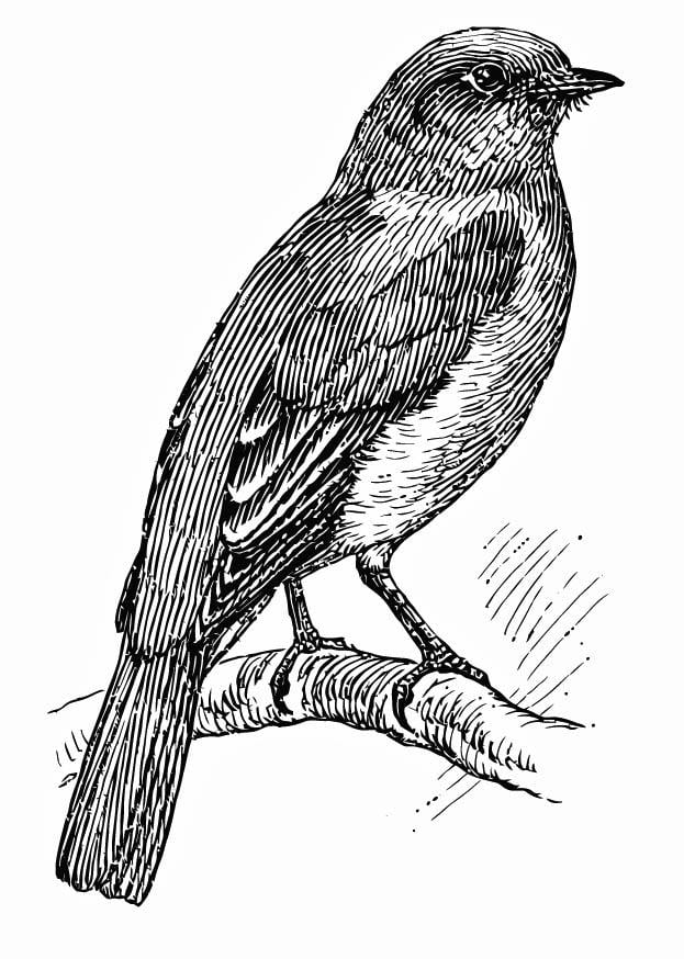 Dibujo para pájaro azul - Dibujos Para Imprimir Gratis - Img 15721