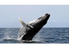 Foto ballena