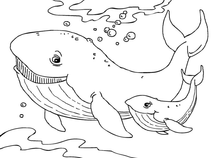 Dibujo para colorear ballenas