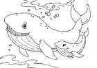 Dibujos para colorear ballenas