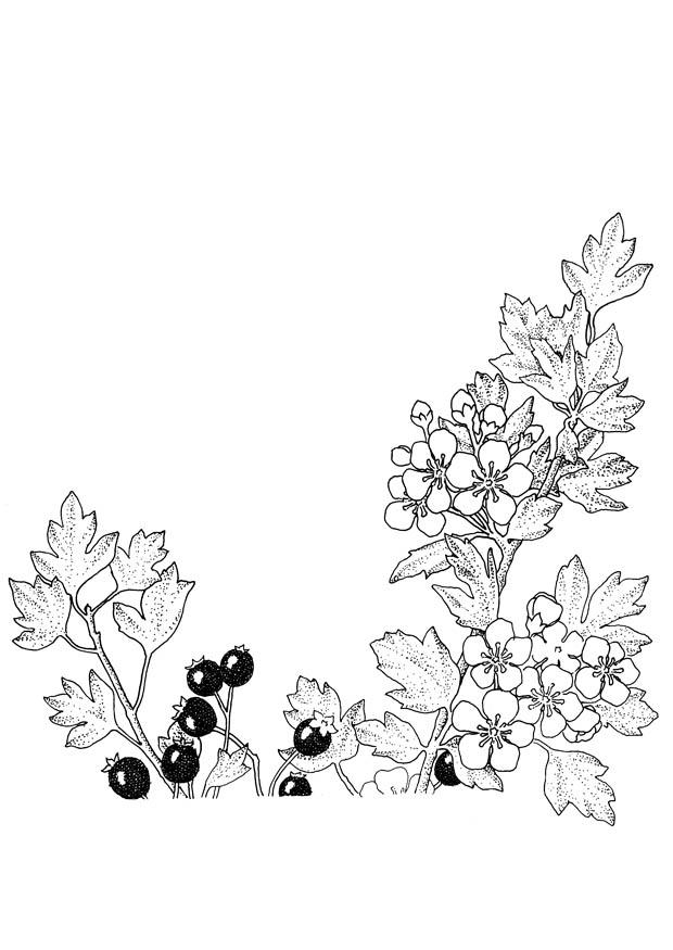 Dibujo para colorear Bayas y flores