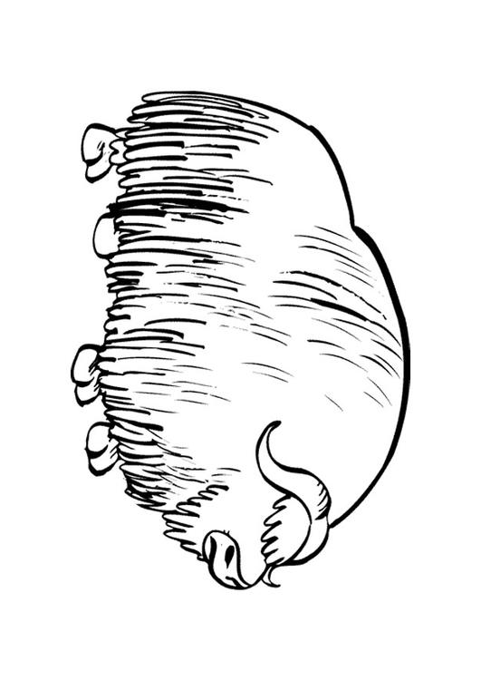 Bisonte