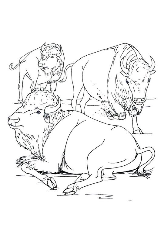 Bisontes