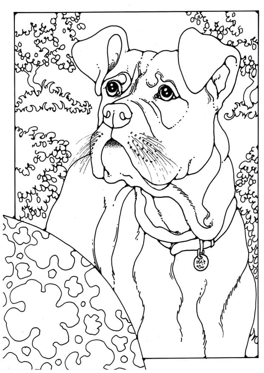 Dibujo para colorear boxer